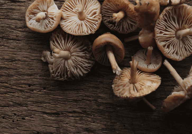 Enhancing Cognitive Function with Mushrooms: Unlocking the Power of Nature